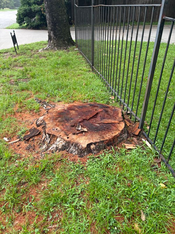 Tree Removal