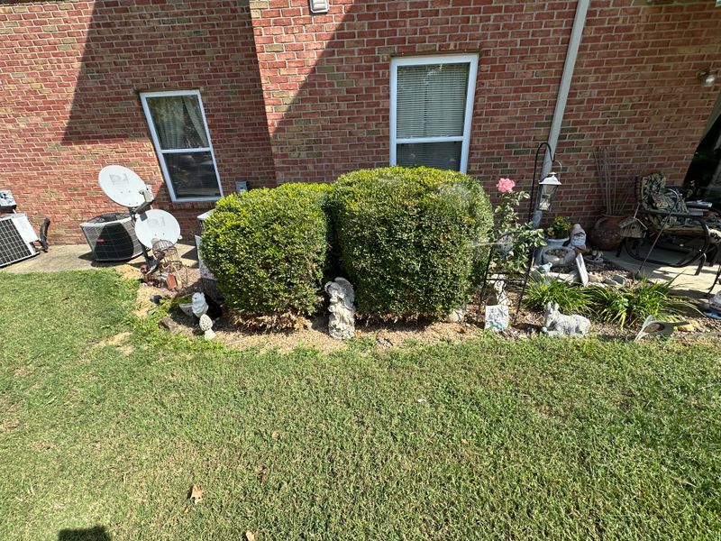 Shrub & Hedge Trimming
