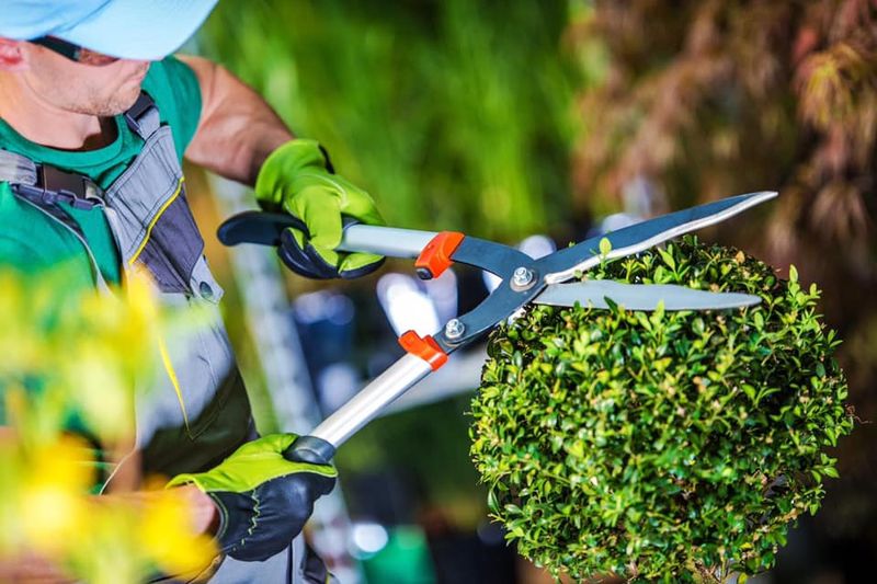 Shrub Trimming