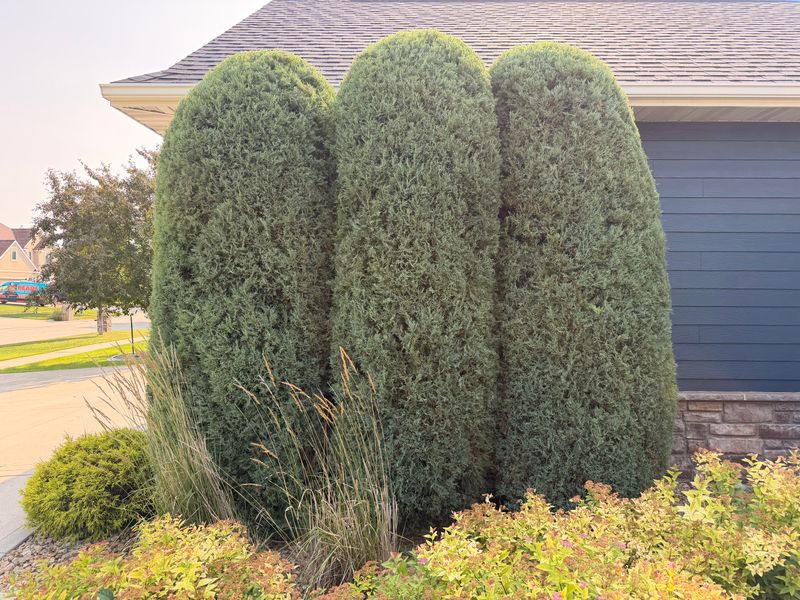 Tree & Shrub Trimming | Meticulous Mowing LLC | Grand Forks, ND