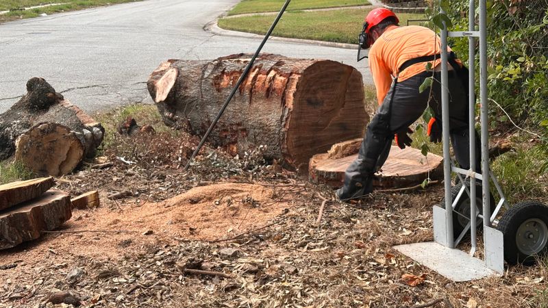 Tree trimming and removal