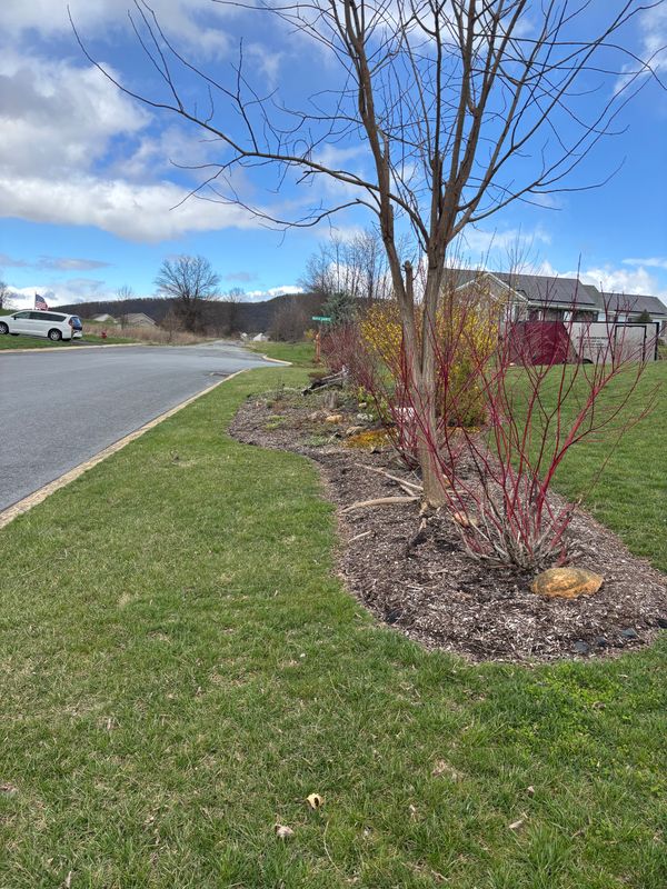 Tree & Shrub Care