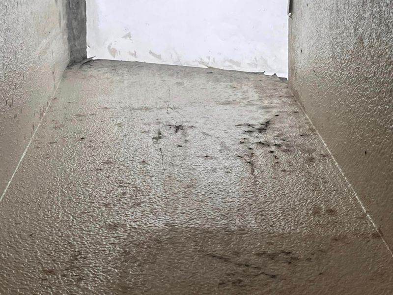 Mold Inspections