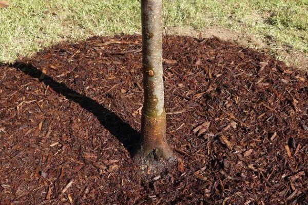 Mulch Installation