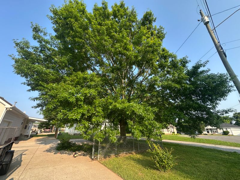 Tree Services