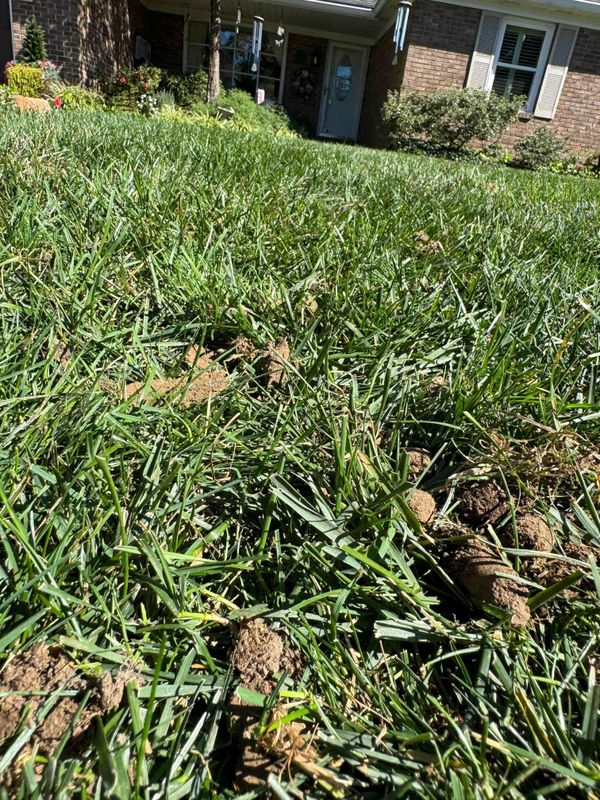 Lawn Aeration