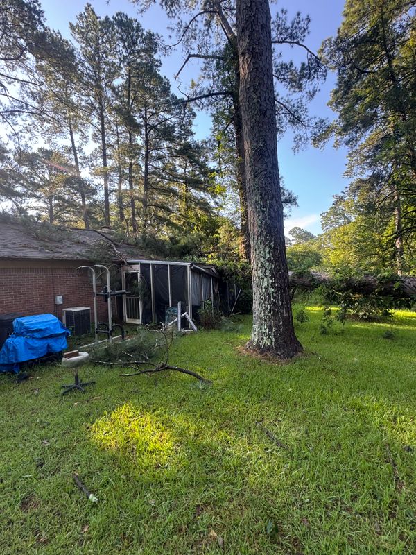 Tree Debris Removal