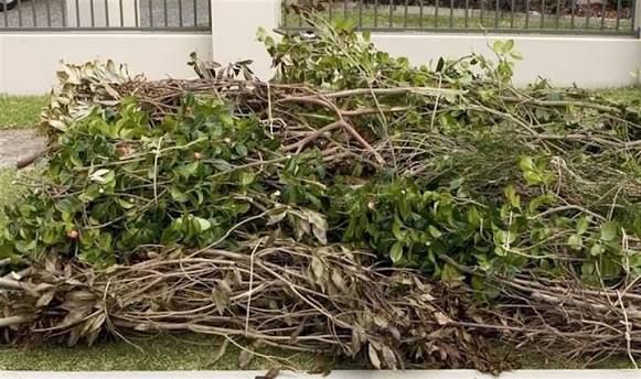 Junk Removal