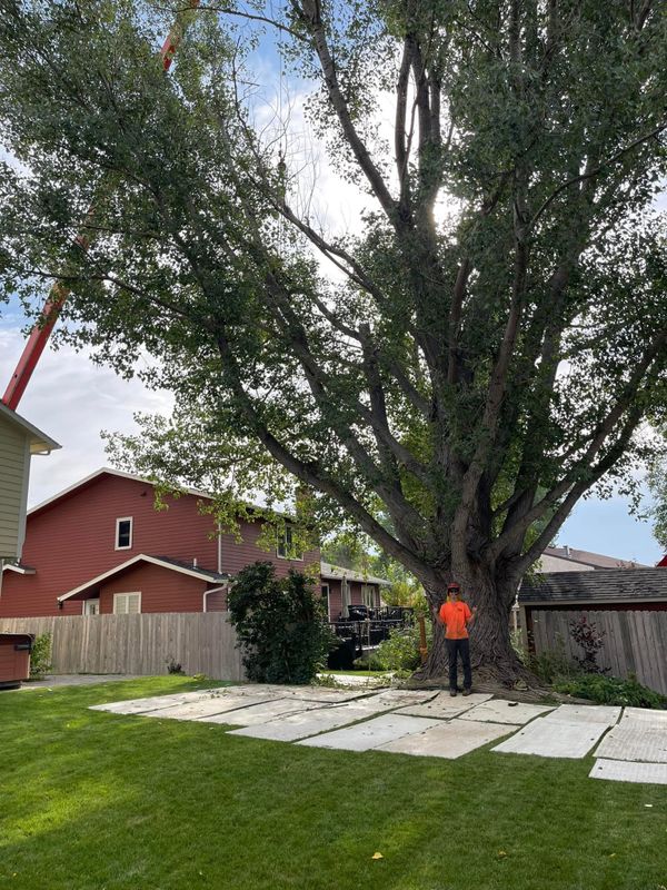 Tree Trimming & Removal