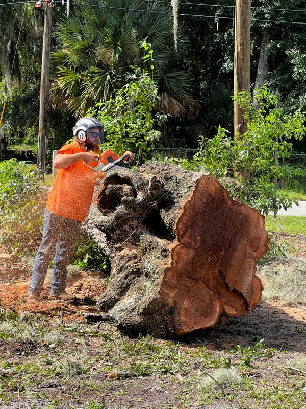 Tree Removal gallery