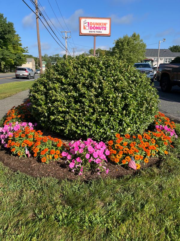Tree & Shrub Care