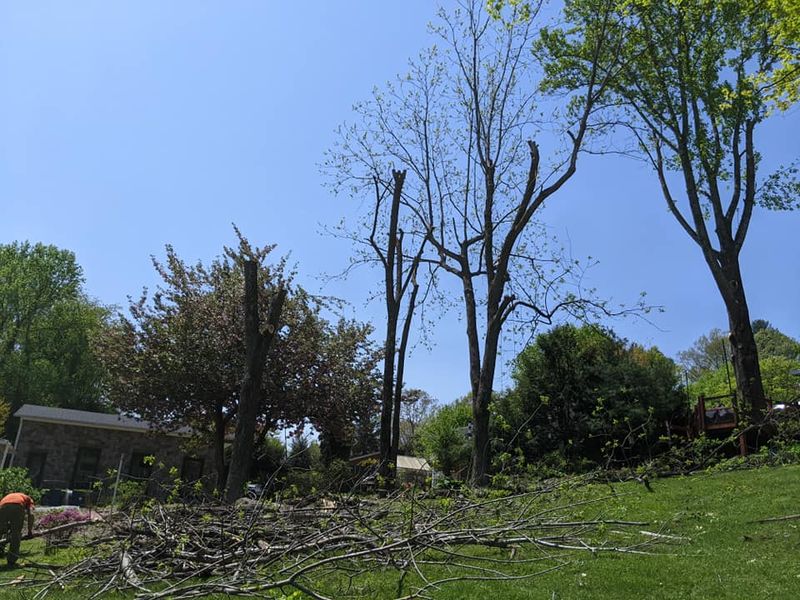 Tree Removal gallery