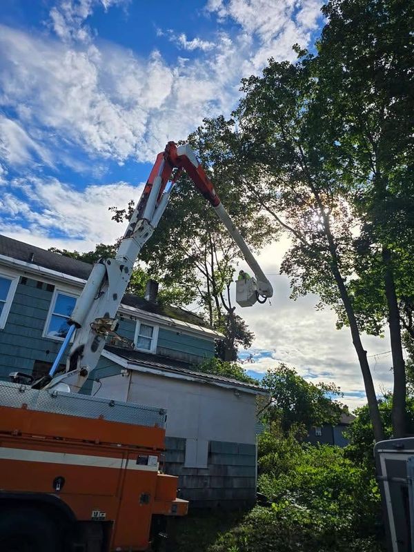 Tree Trimming