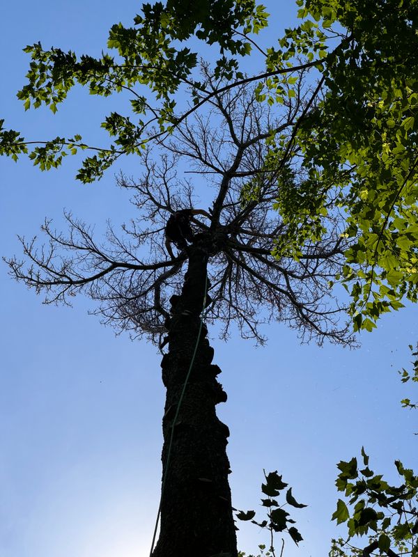 Tree removal / land clearing