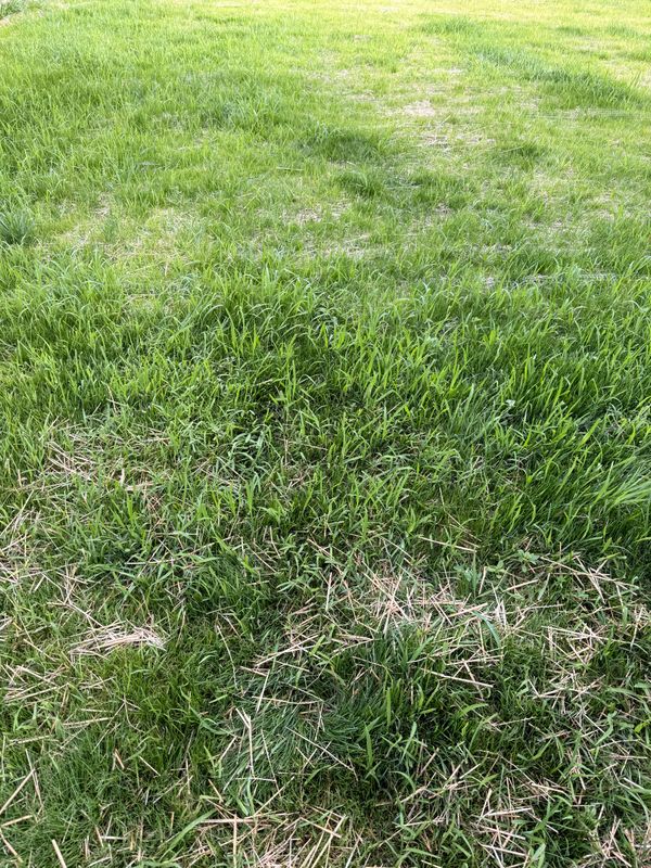 Lawn Seeding & Over-seeding