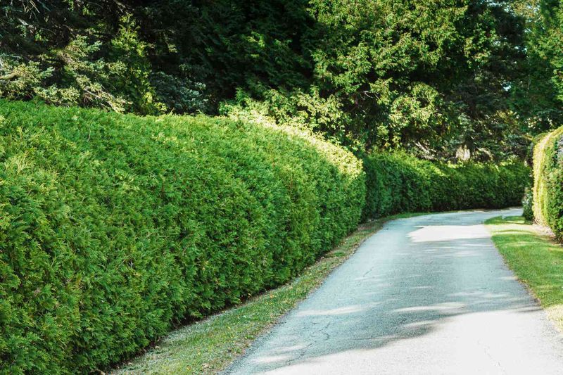 Shrub Trimming