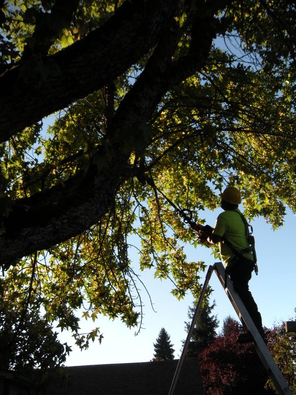 Tree Removals
