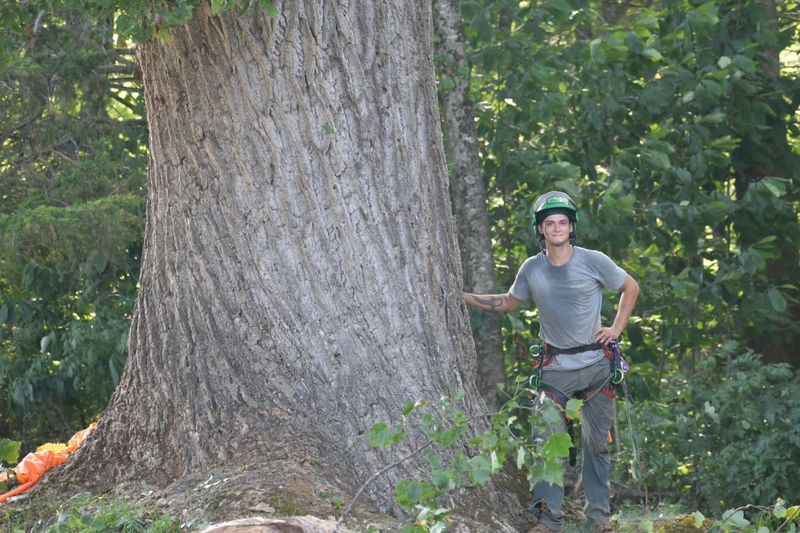 Tree Trimming gallery