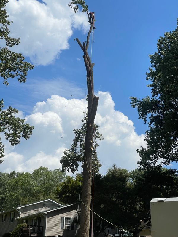 Tree Removal