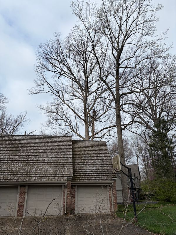 Tree Removal