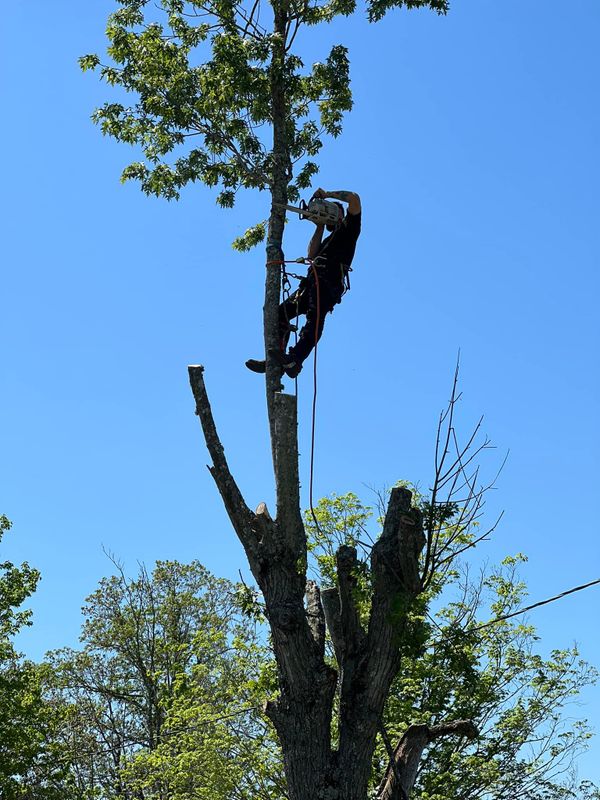 Tree Trimming