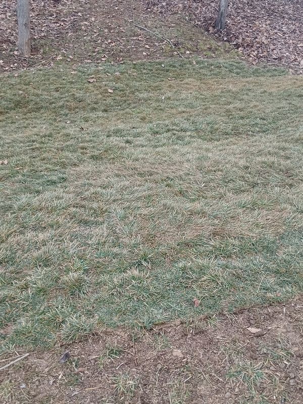 Lawn Maintenance