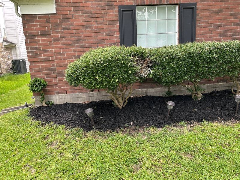 Tree and Shrub Care