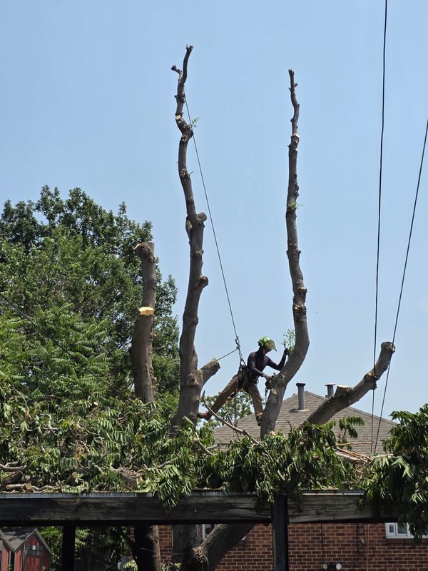 Tree Pruning & Removal