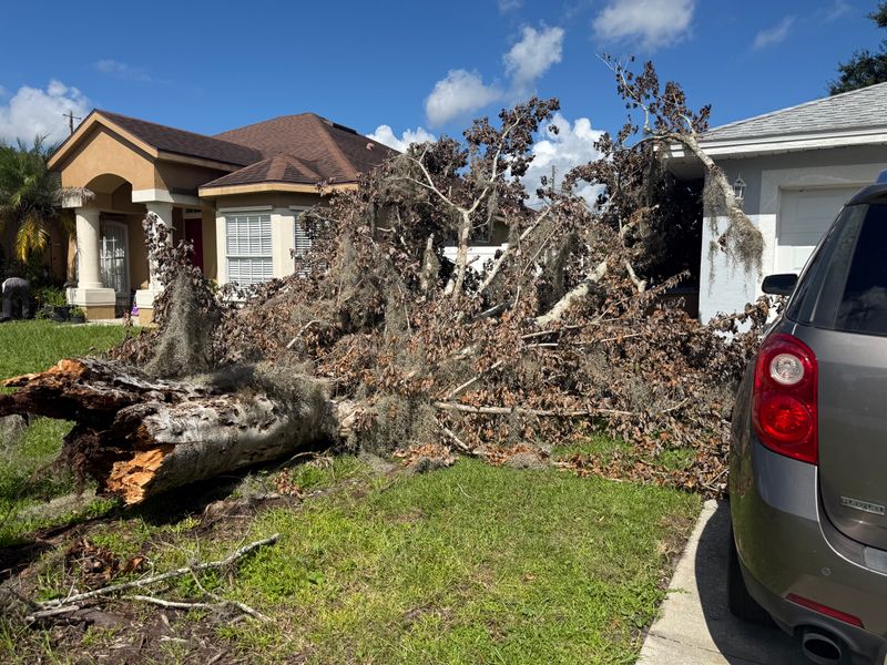 Tree Removal