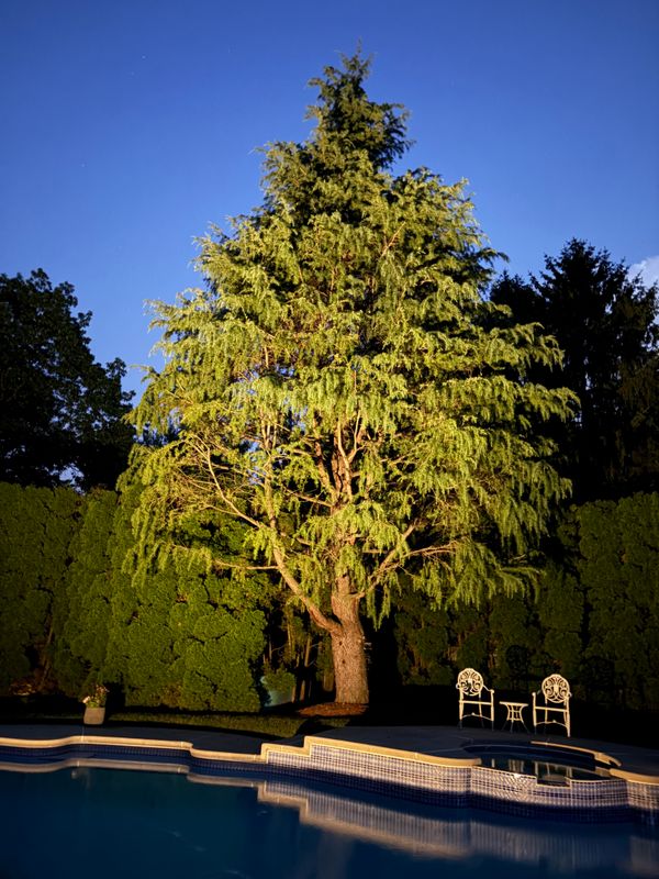 Landscape Lighting