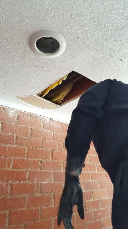 Bee Extermination & Removal