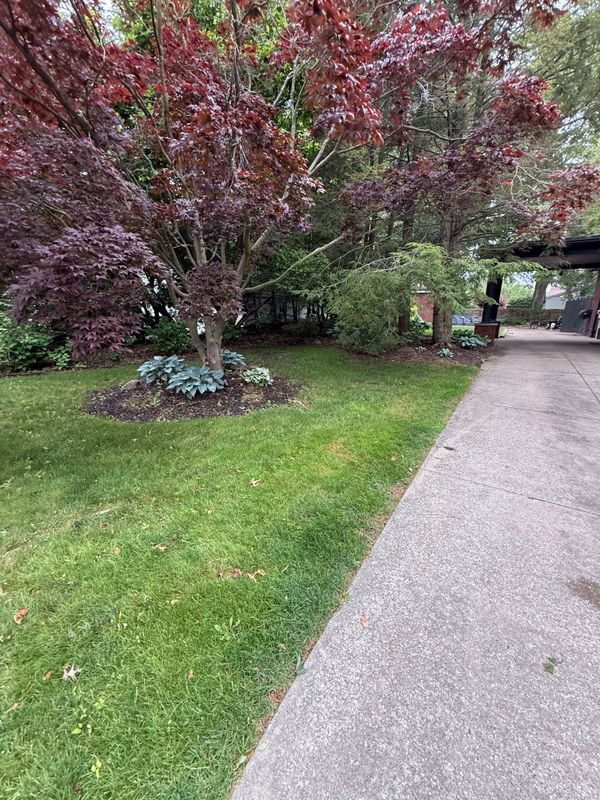 Tree & Shrub Care