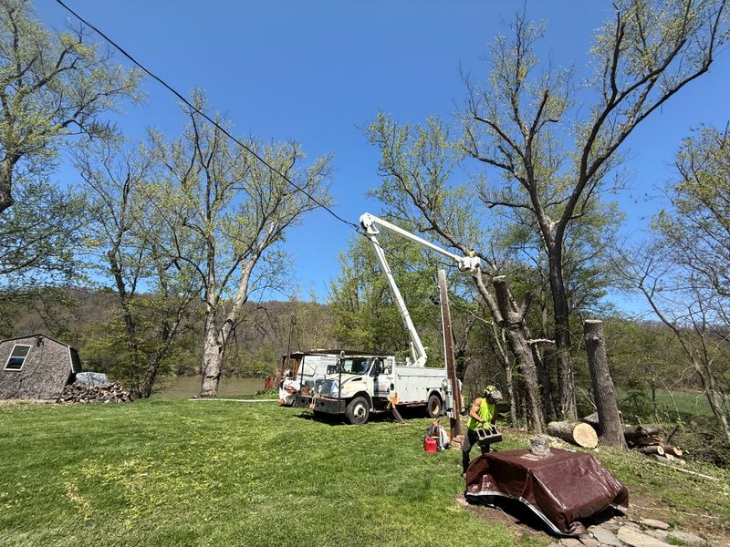 Tree Removal