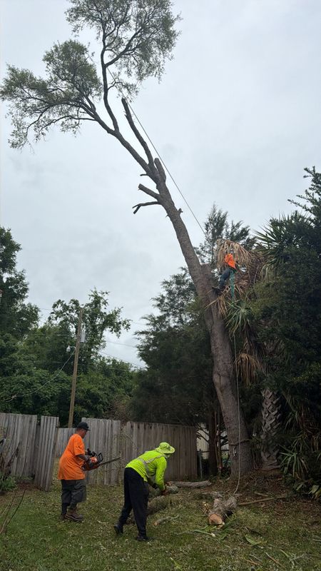 Tree Pruning and Trimming