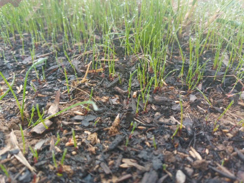 Grass Up