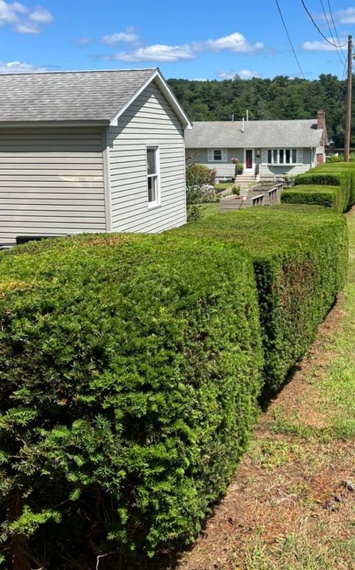 Hedge Trimming
