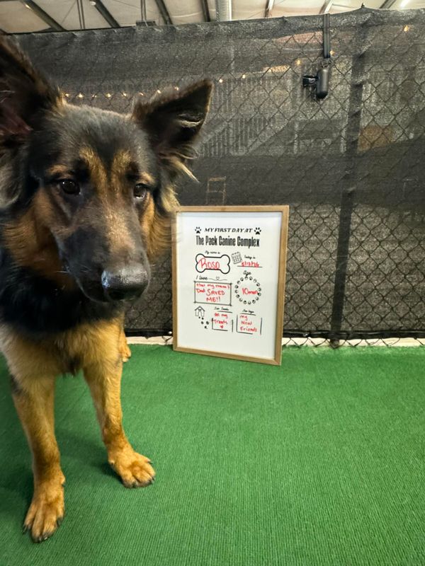 Open Play Daycare