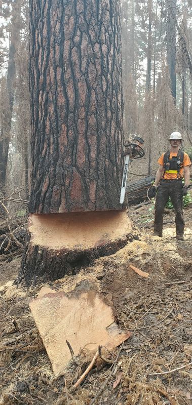 Tree Services