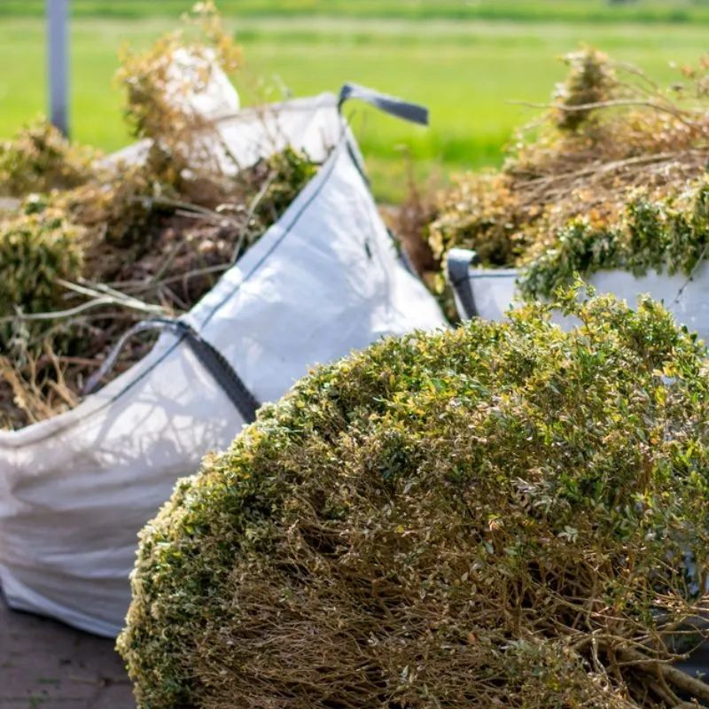 Leaf Removal
