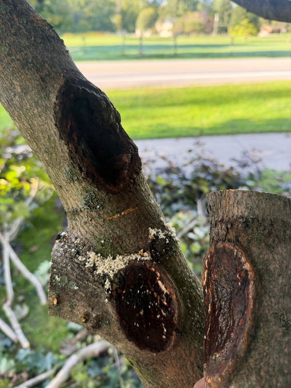 Tree Trimming