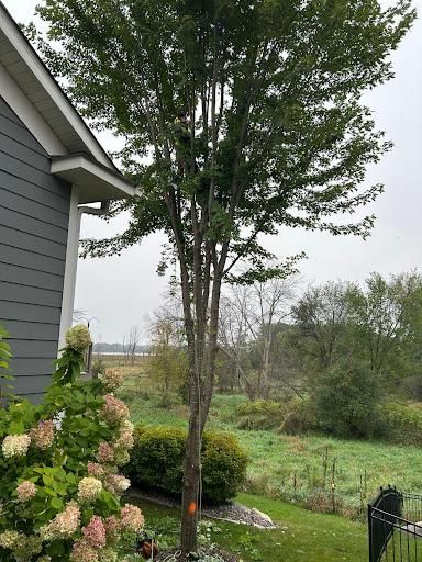 Tree Removal