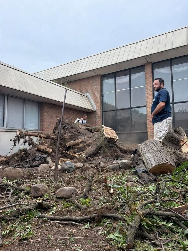 Tree Removal