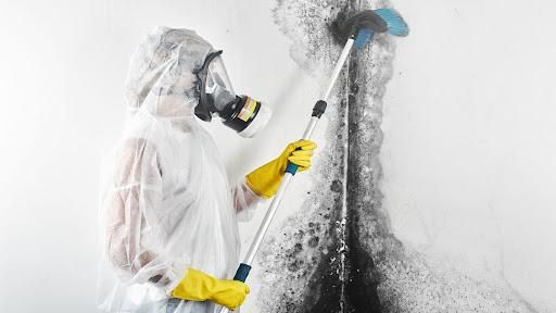 Mold Remediation