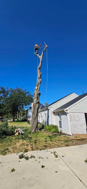 Tree Trimming