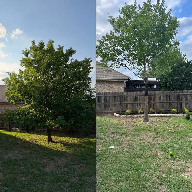 Tree Trimming Care
