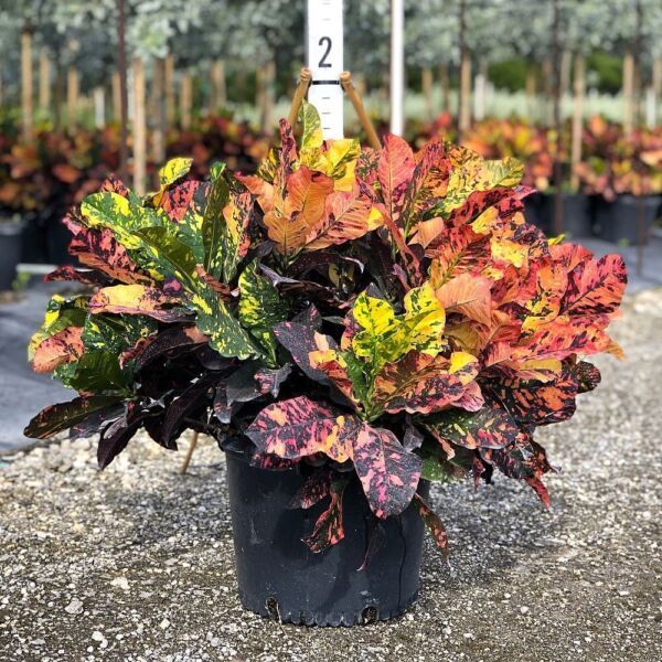 Plant and tree list