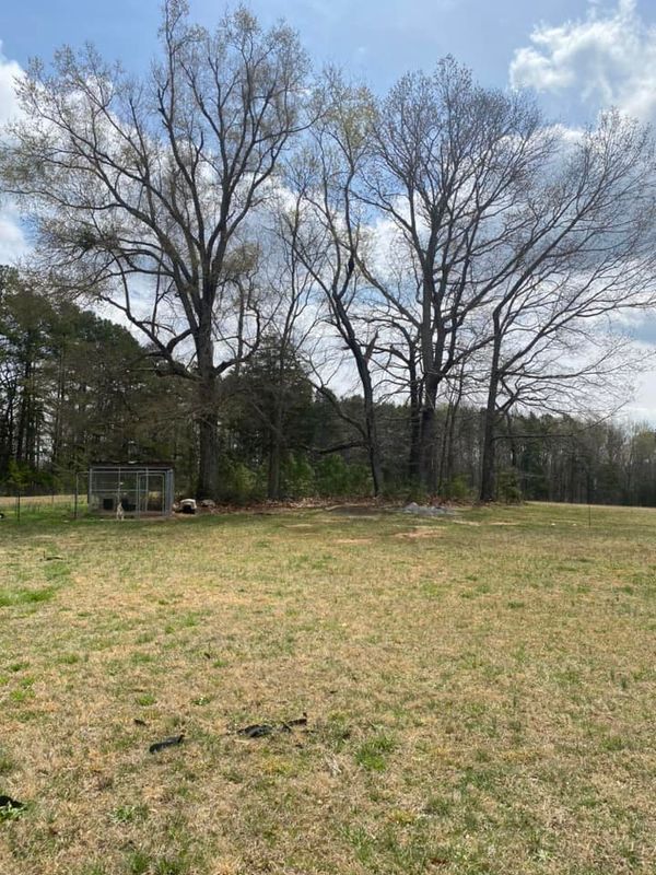 Tree Removal gallery