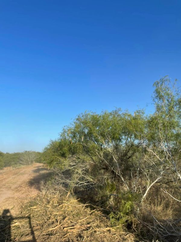 Brush Clearing