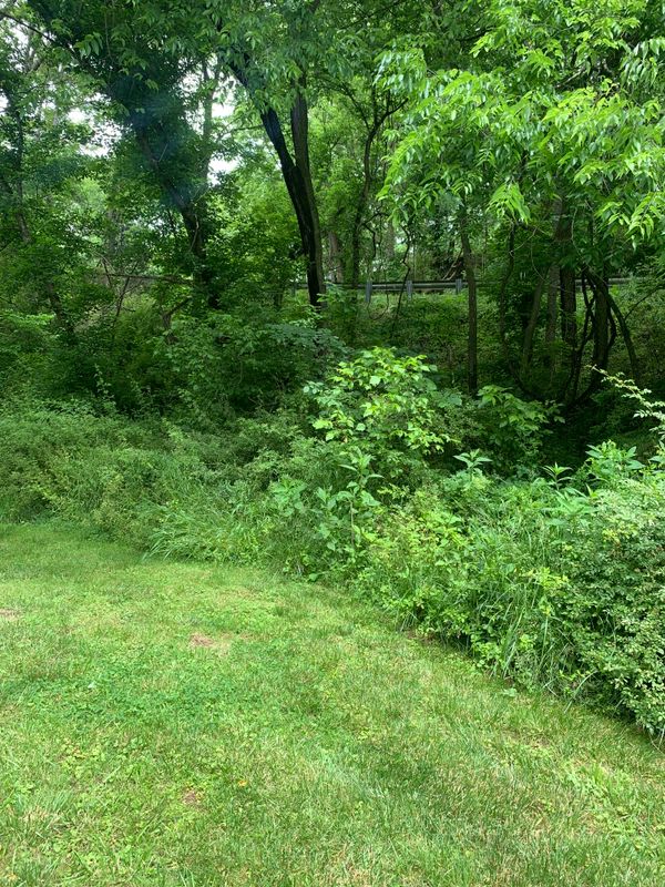 Brush Clearing