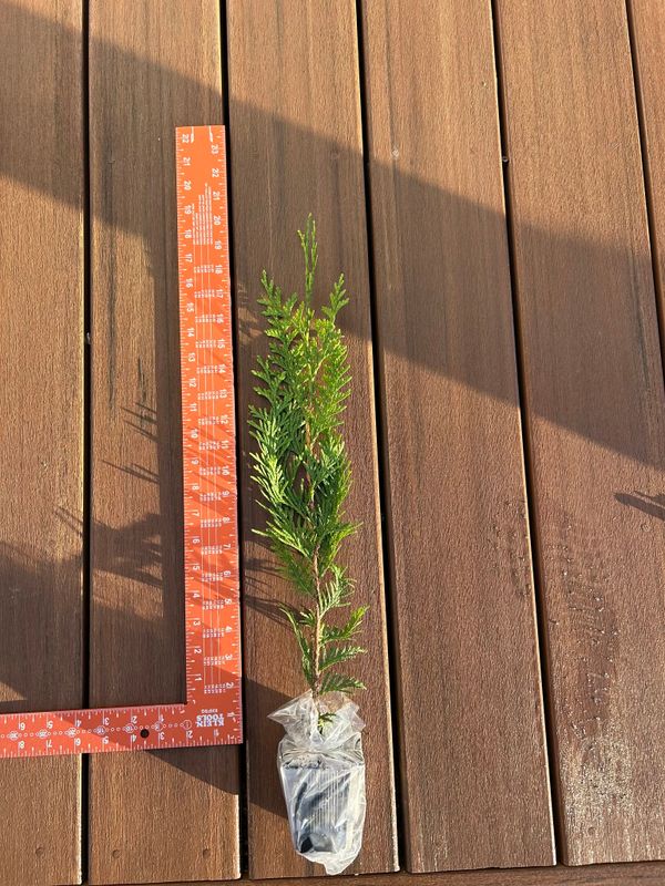 Thuja & Evergreen Trees